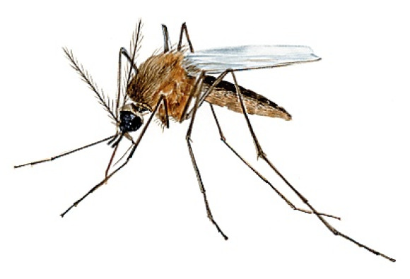 Adana Böcek İlaçlama Firması Seyhan Çukurova Yüreğir Sarıçam 4 Mayıs 2025