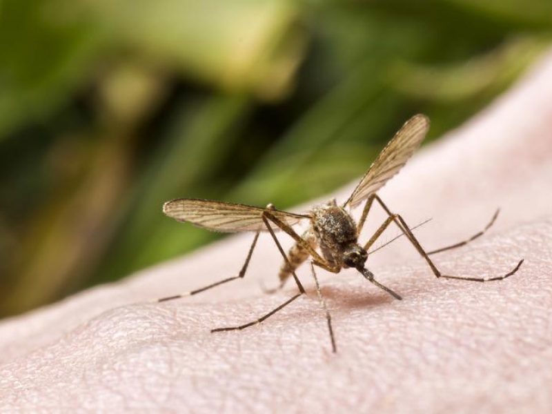 Adana Böcek İlaçlama Fiyatları Seyhan Çukurova Yüreğir Sarıçam 4 Mayıs 2025