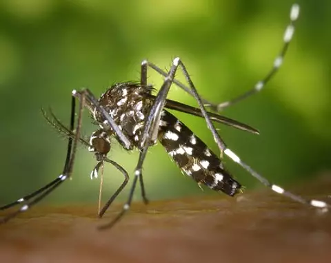 Adana Böcek İlaçlama Seyhan Yüreğir Sarıçam Çukurova 4 Mayıs 2025