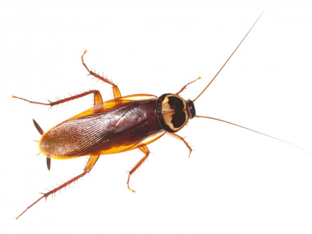 Adana Böcek İlaçlama Şirketleri Seyhan Çukurova Yüreğir Sarıçam 4 Mayıs 2025